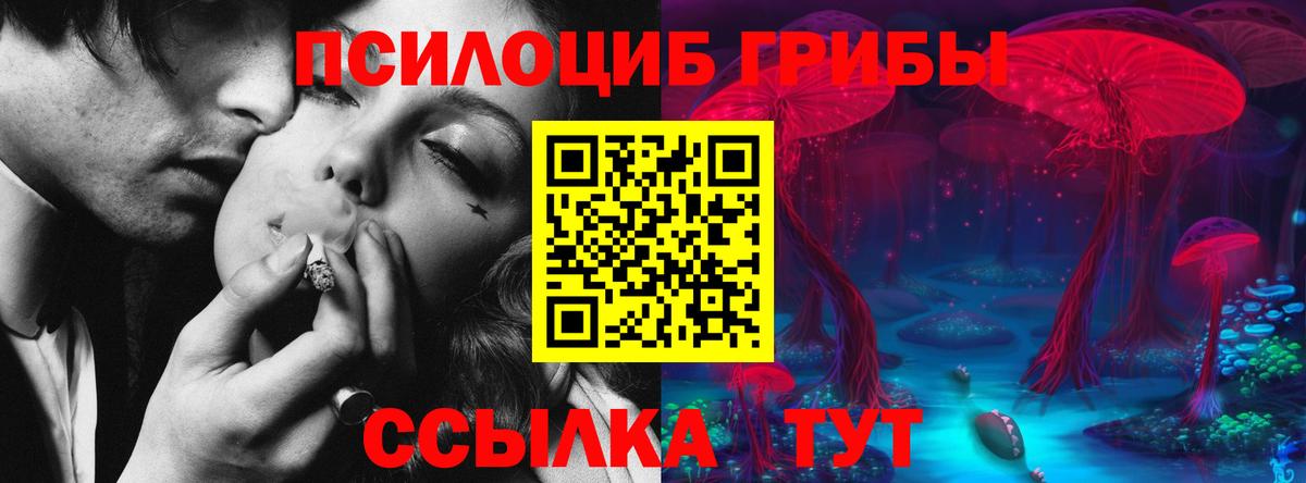 Псилоцибиновые грибы Psilocybe Балашиха